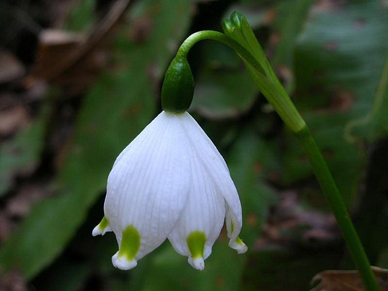 Campanellino di primavera & Campanellino estivo